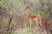 impala (6)